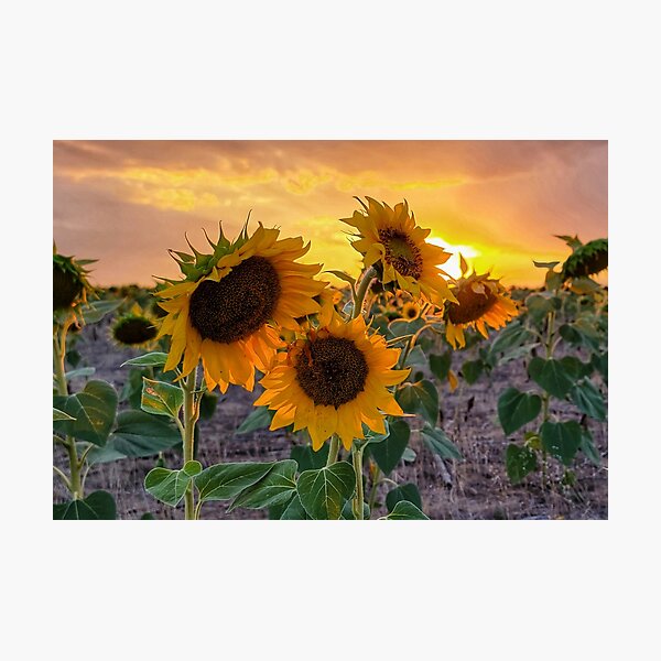 Item preview, Sunflower Sunset designed and sold by EyeOfDelight.