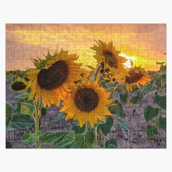 Artikel-Vorschau von Sonnenblumen-Sonnenuntergang, designt und verkauft von EyeOfDelight.