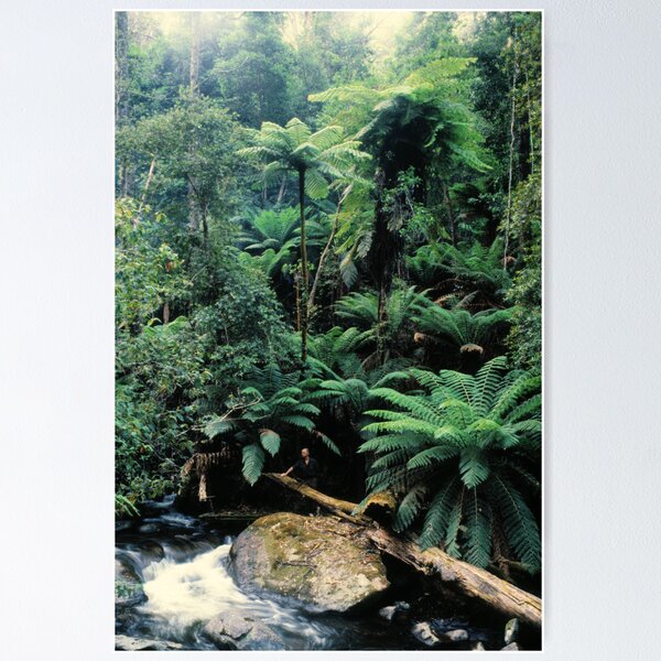 Item preview, Rainforest, East Gippsland. designed and sold by Ern Mainka.