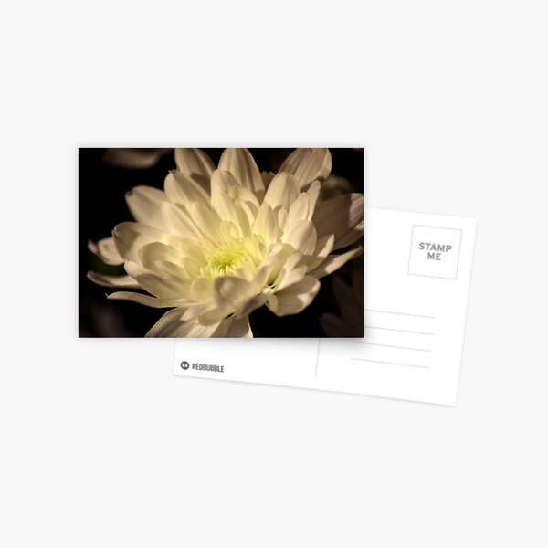 Chrysanthemum Postcard