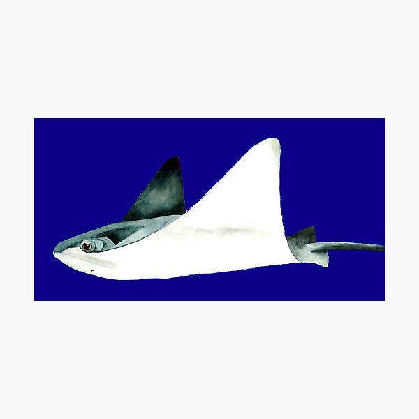 Item preview, Sting Ray  designed and sold by ShibaBrie.