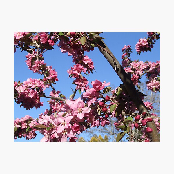 Artikelvorschau, Blossoms in the Sky entworfen und verkauft von Stormwolfe.