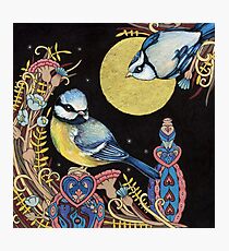 Blue Tits Photographic Print