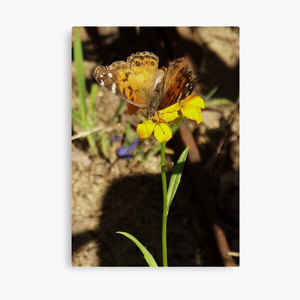 Item preview, Sitting On A Flower                               Pentax X-5 Series 16 MP designed and sold by TKUsitalo.