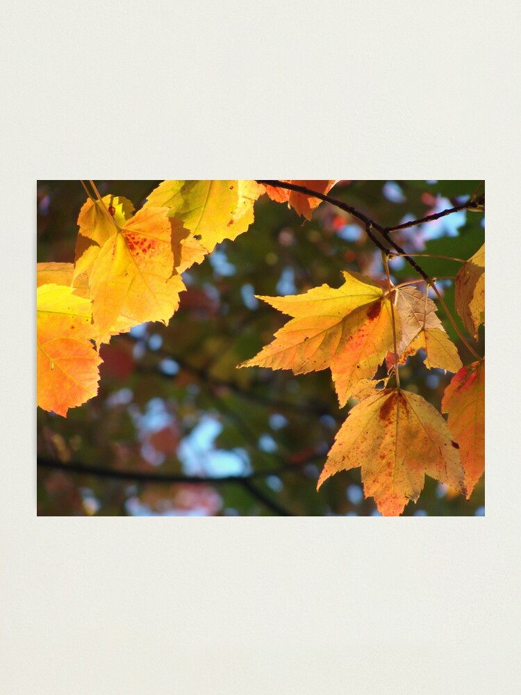 Alternate view of Delicious Autumn Photographic Print