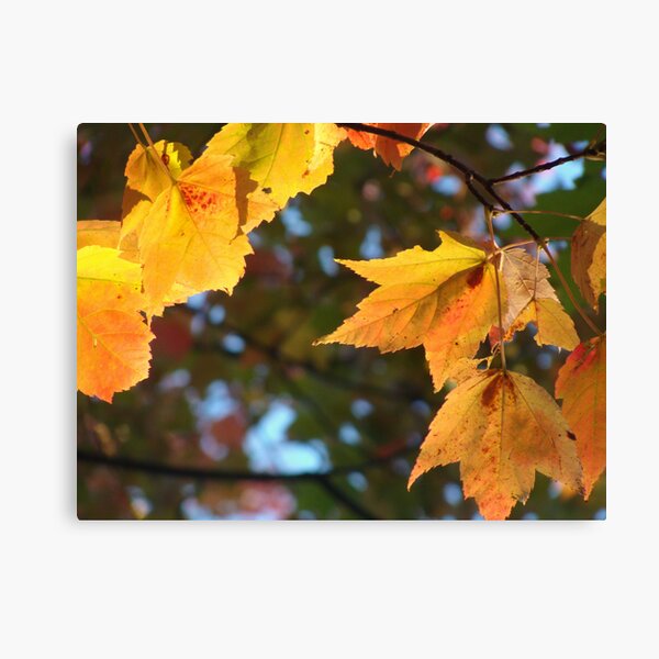 Delicious Autumn Canvas Print