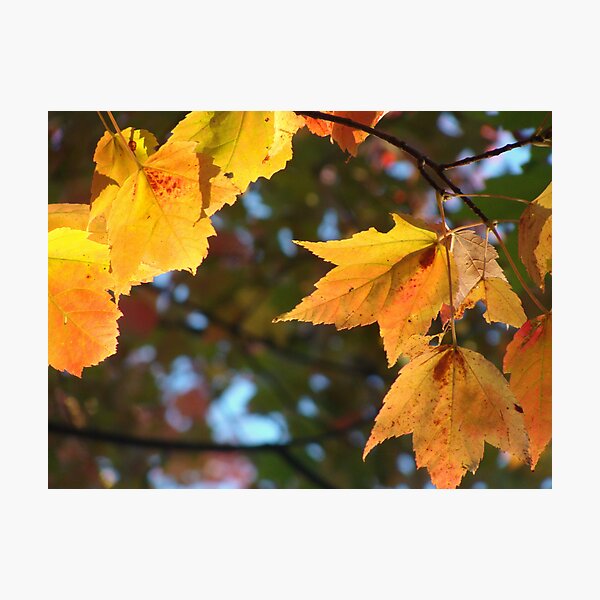 Delicious Autumn Photographic Print