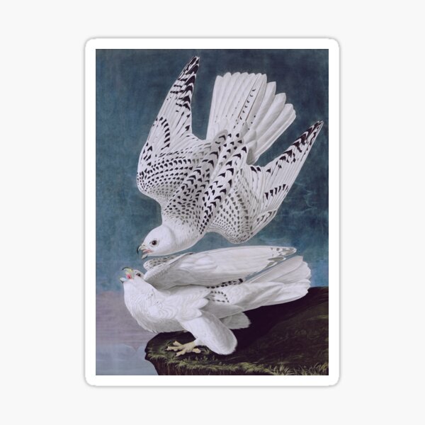 Item preview, Iceland or Jer Falcon, Plate 366 of Birds of America by John James Audubon designed and sold by VintageArchive.