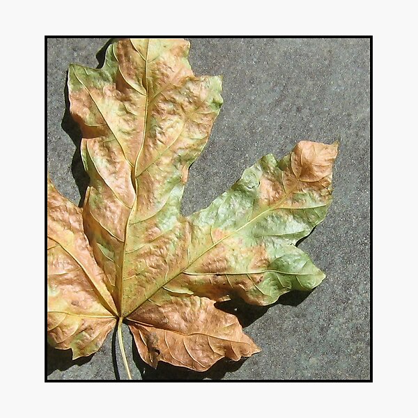 Item preview, Nature's Palette designed and sold by Nina Toulmin.