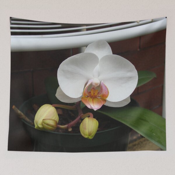 Item preview, Phalaenopsis (Moth Orchid) designed and sold by Anthony Seeker.
