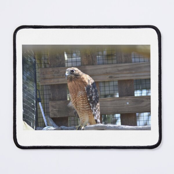 Item preview, Hawk designed and sold by MarieDarcy97.