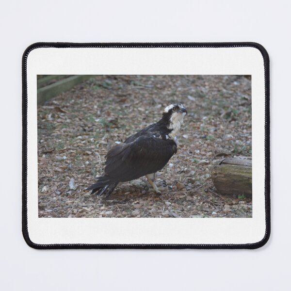 Item preview, Osprey designed and sold by MarieDarcy97.