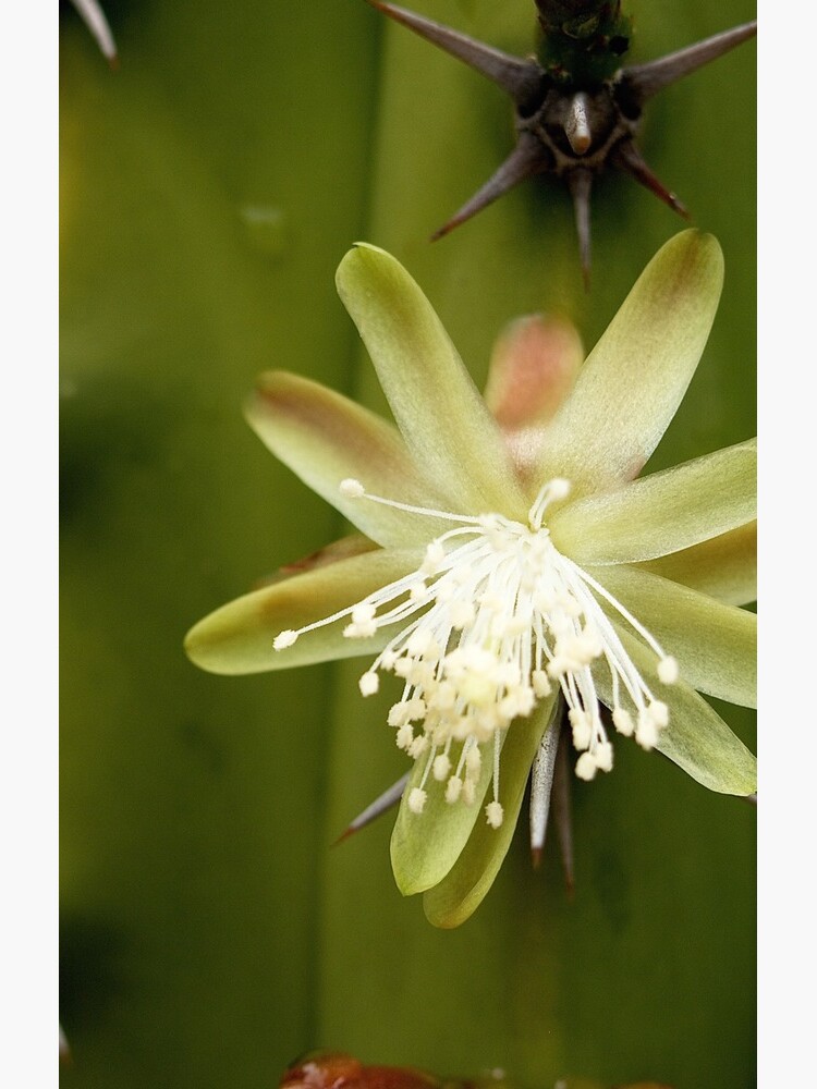 White Cactus flower by douglasewelch