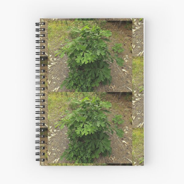 Item preview, Tree With Water Spots                                      Pentax X-5 16 MP  designed and sold by TKUsitalo.