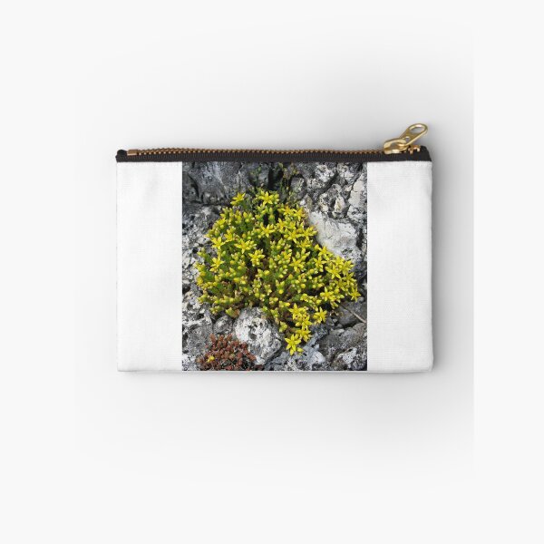Item preview, Sedum designed and sold by Martulia.