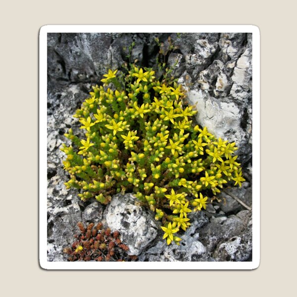 Item preview, Sedum designed and sold by Martulia.