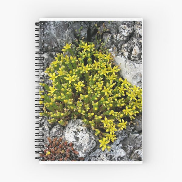 Item preview, Sedum designed and sold by Martulia.