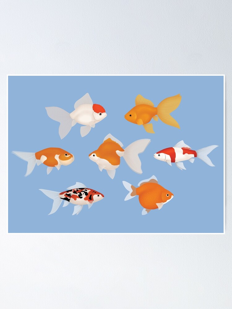 Types Of Goldfish (Blue Background) | Poster