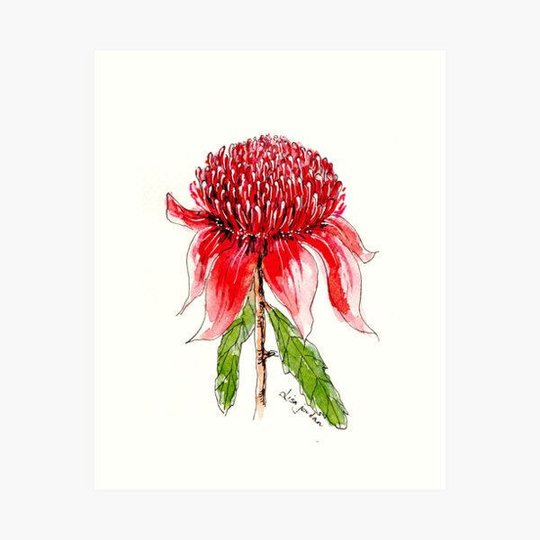 Item preview, Waratah designed and sold by Colourofthesky.