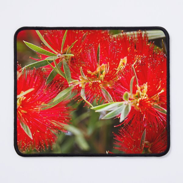 Item preview, Bottlebrush Flowers Bright Red  designed and sold by Joy Watson - Natural Light Photography .