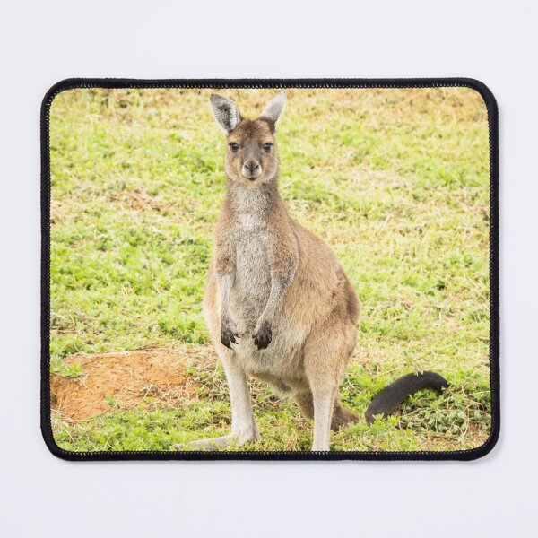 Item preview, Young kangaroo Pemberton, Western Australia designed and sold by Images by Chris de Blank.