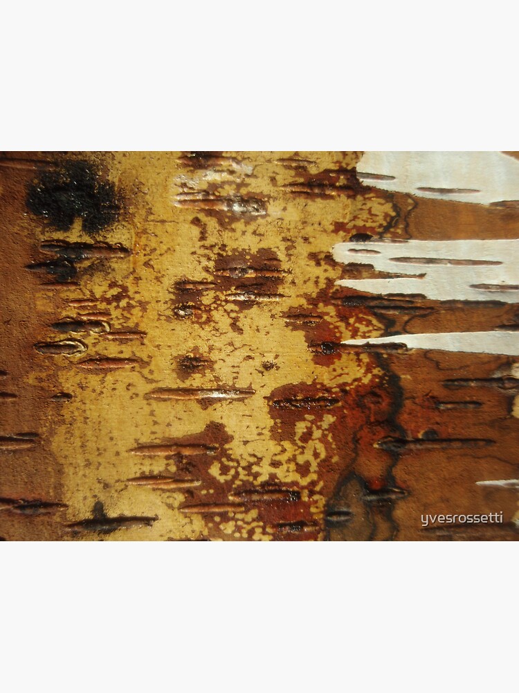 inside out white birch by yvesrossetti