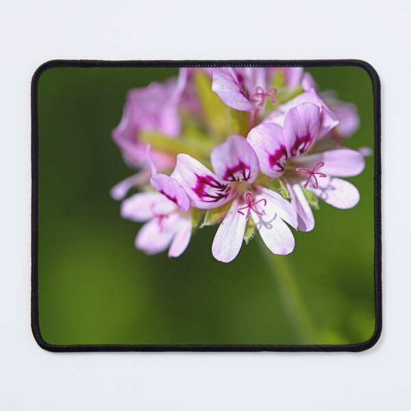 Item preview, Pink Geranium Halo Wonder designed and sold by Joy Watson - Natural Light Photography .