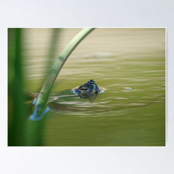 Aperçu de l'œuvre Red Ear Slider créée et vendue par Jimson Carr.