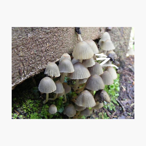 Artikelvorschau, fungi on the steps at Leven Canyon, Tasmania entworfen und verkauft von Gaylene Norton.