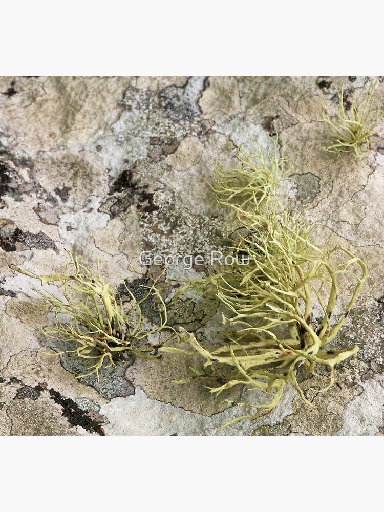 Lichen on tomb in Shalwy Valley, Kilcar, Donegal by VeryIreland