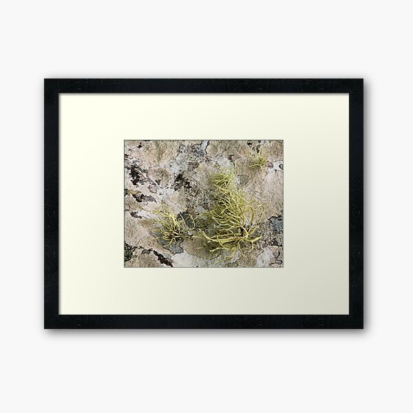 Lichen on tomb in Shalwy Valley, Kilcar, Donegal Framed Art Print