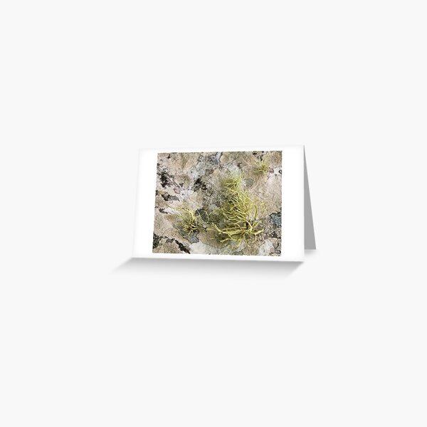 Lichen on tomb in Shalwy Valley, Kilcar, Donegal Greeting Card