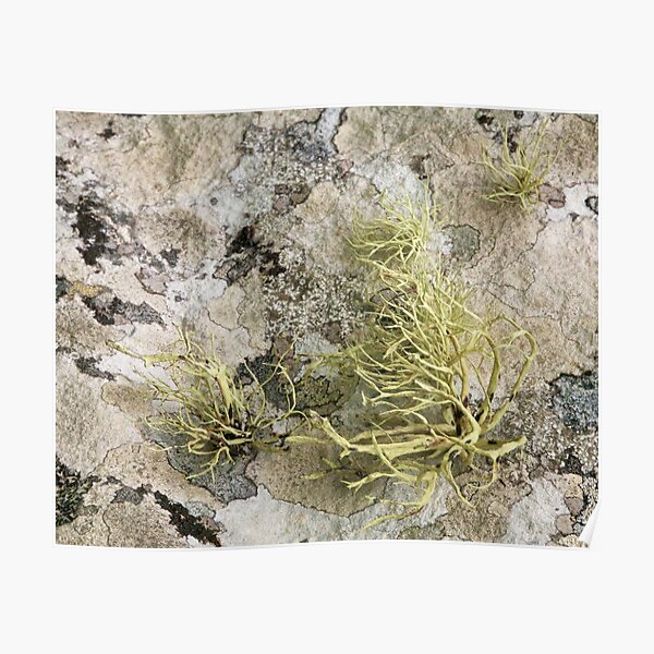 Lichen on tomb in Shalwy Valley, Kilcar, Donegal Poster