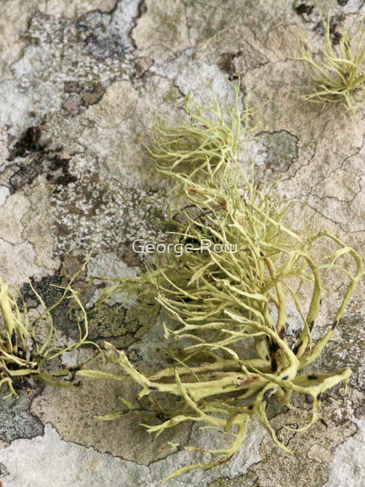 Lichen on tomb in Shalwy Valley, Kilcar, Donegal by VeryIreland