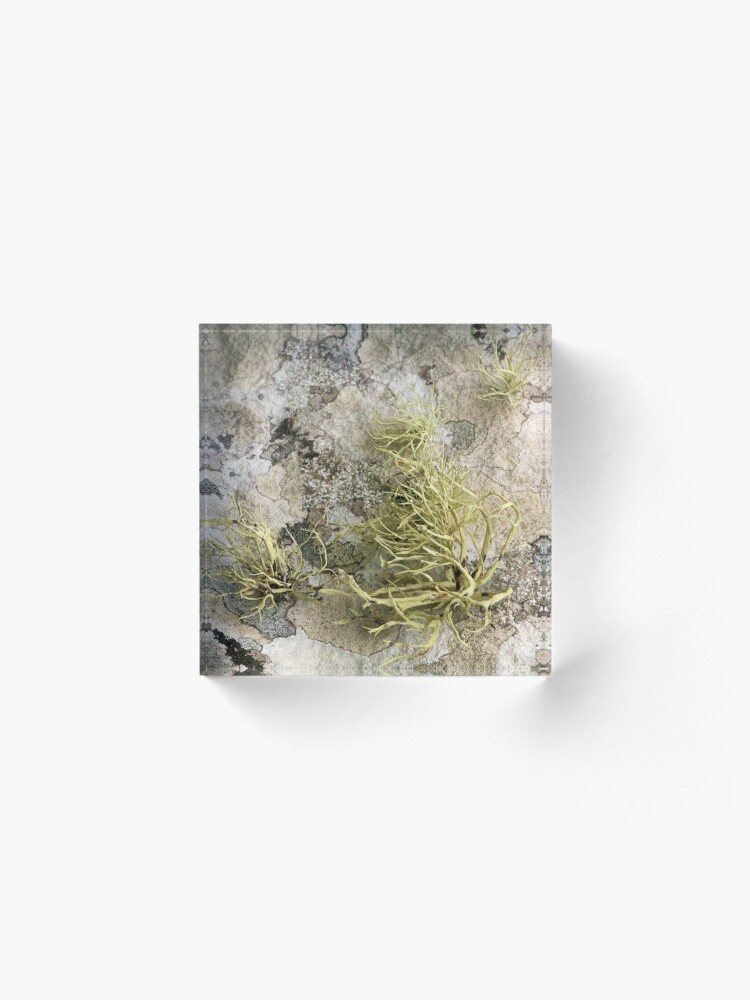 Alternate view of Lichen on tomb in Shalwy Valley, Kilcar, Donegal Acrylic Block