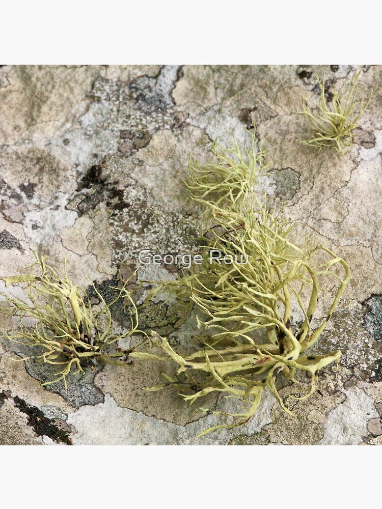 Lichen on tomb in Shalwy Valley, Kilcar, Donegal by VeryIreland