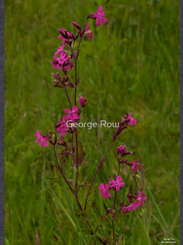 Red Campion in Burntollet Woods by VeryIreland
