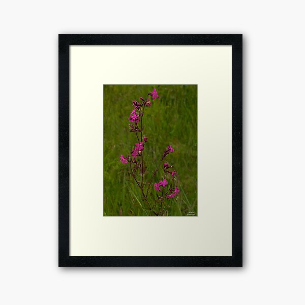 Red Campion in Burntollet Woods Framed Art Print