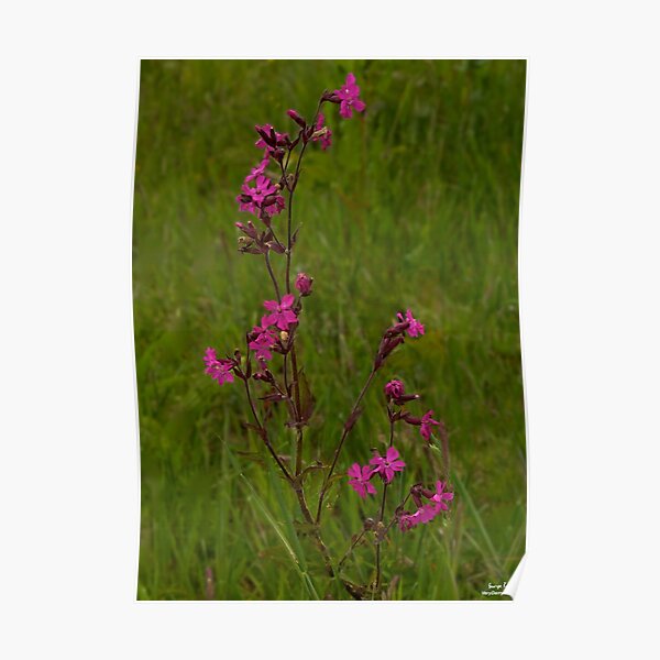 Red Campion in Burntollet Woods Poster