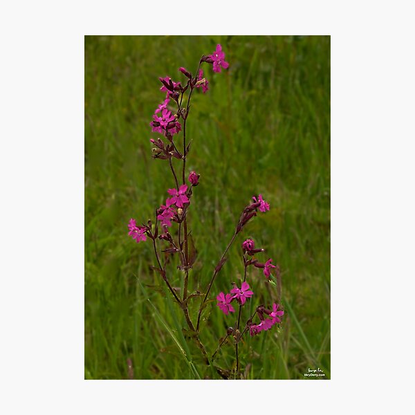 Red Campion in Burntollet Woods Photographic Print