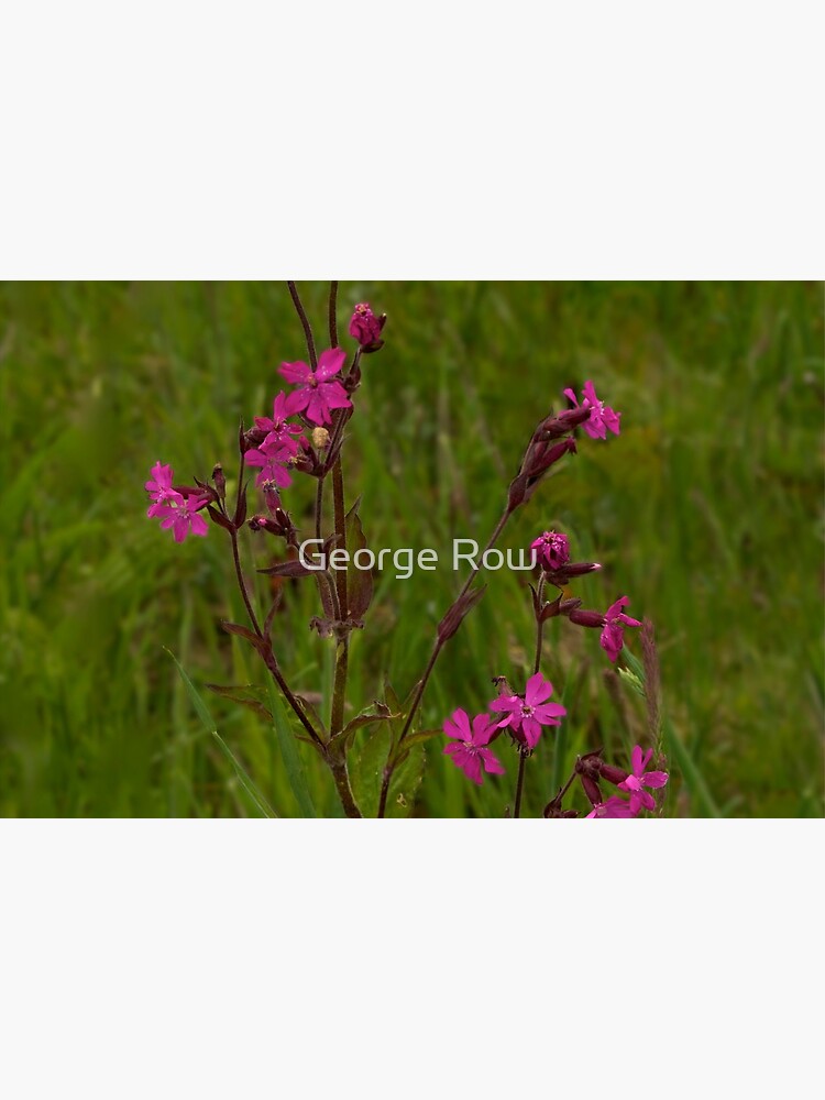 Red Campion in Burntollet Woods by VeryIreland