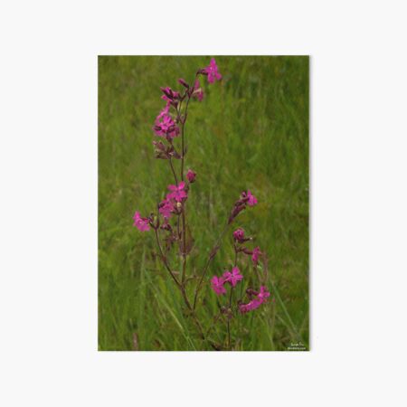 Red Campion in Burntollet Woods Art Board Print