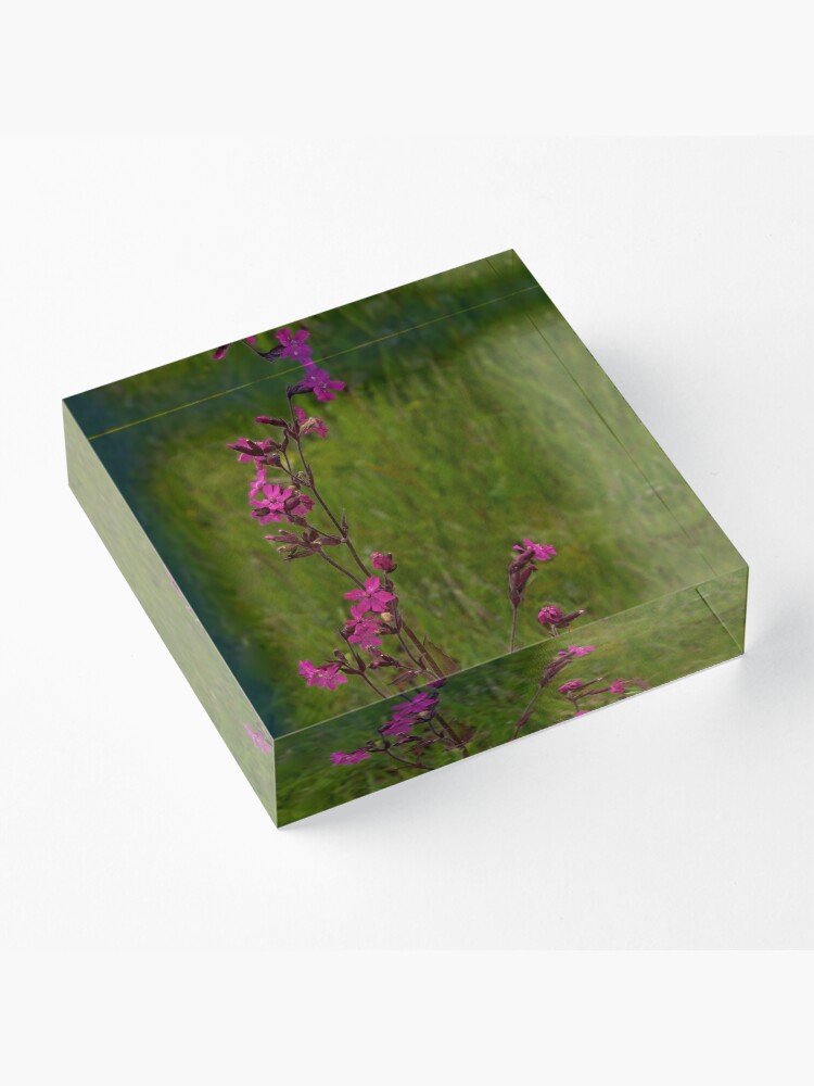 Alternate view of Red Campion in Burntollet Woods Acrylic Block
