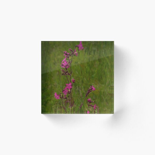 Red Campion in Burntollet Woods Acrylic Block