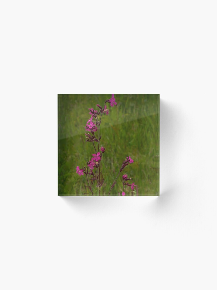 Alternate view of Red Campion in Burntollet Woods Acrylic Block