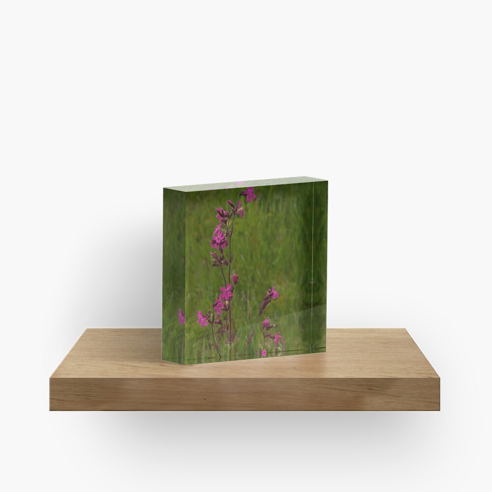 Red Campion in Burntollet Woods Acrylic Block