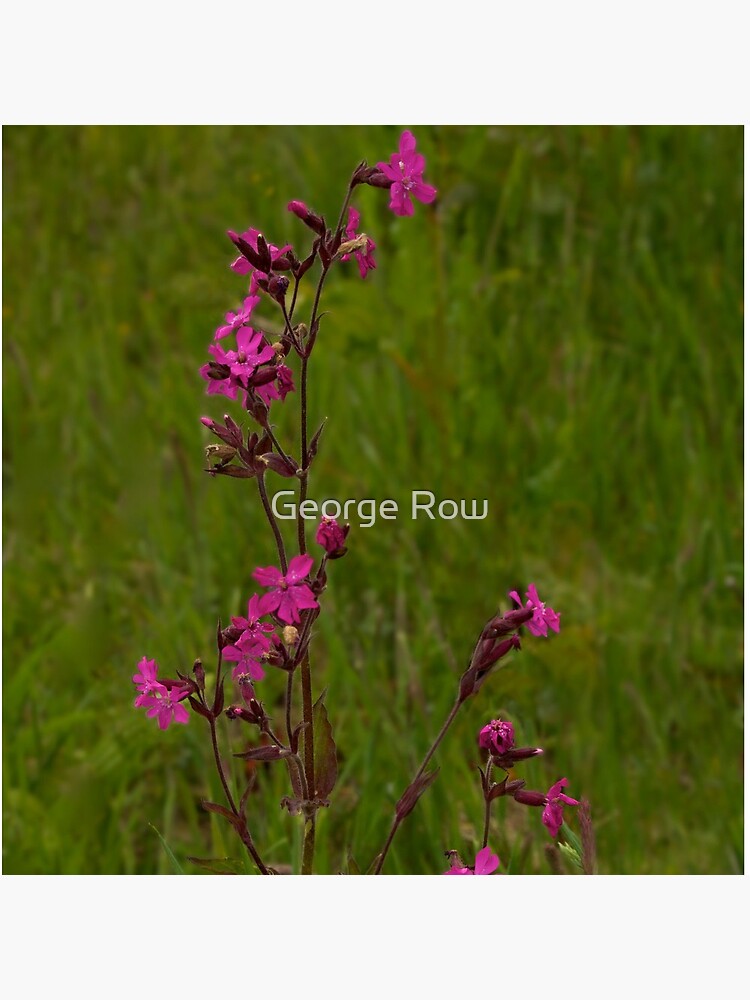Red Campion in Burntollet Woods by VeryIreland