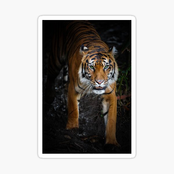 Sumatra-Tiger Sticker