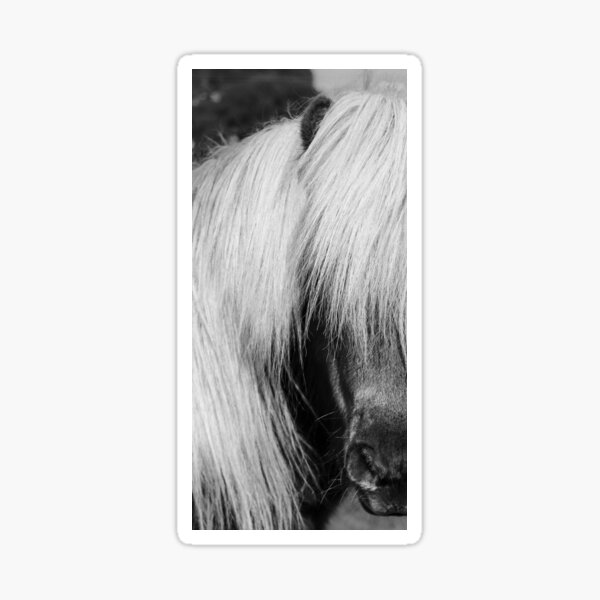 Aperçu de l'œuvre Poney solitaire créée et vendue par AndyFayeImagery.