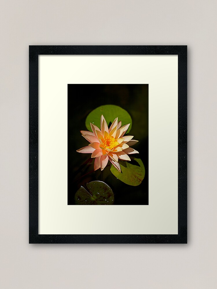 Alternate view of Water Lily in Pond Framed Art Print